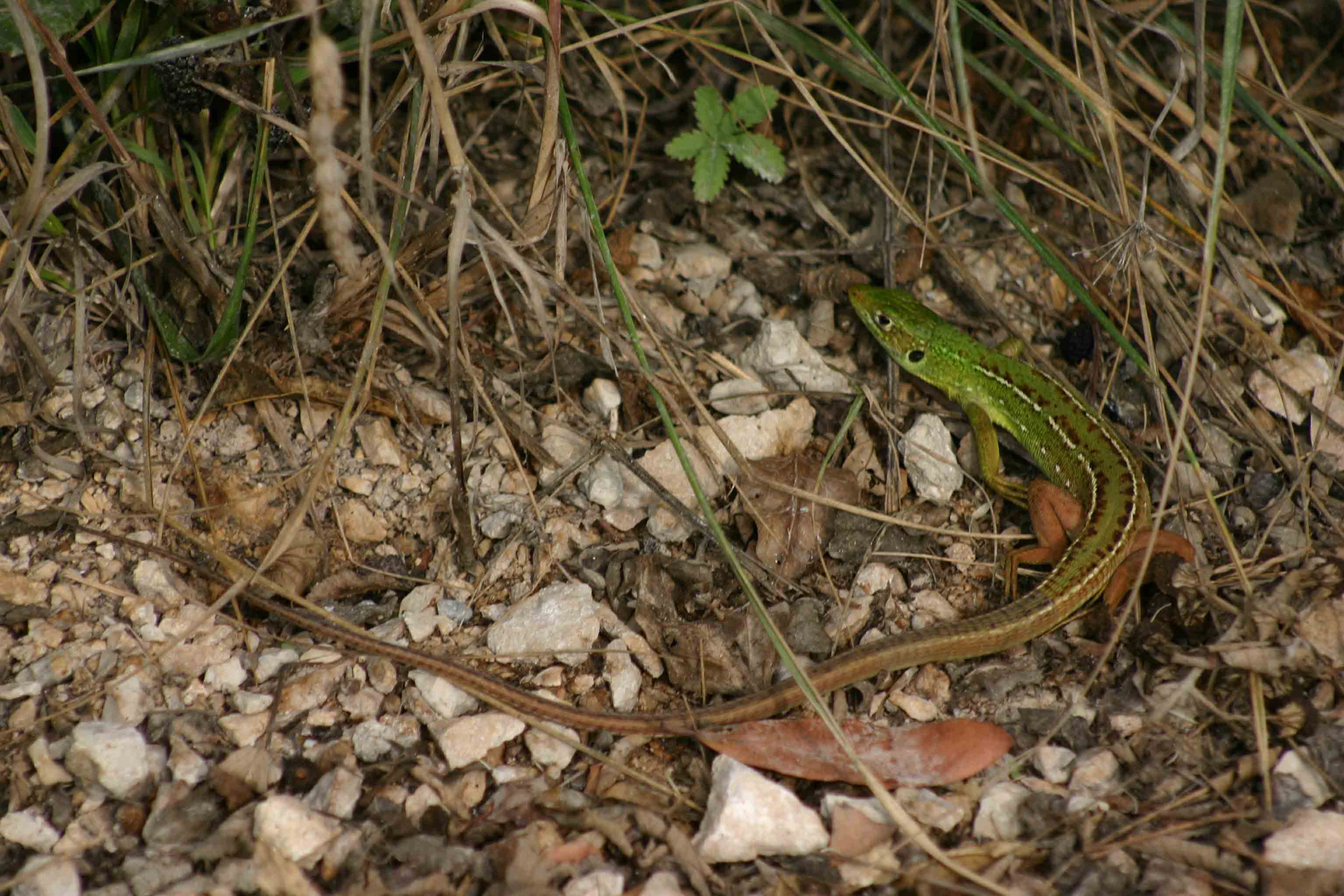 Lacerta bilineata